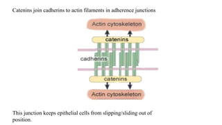 Catenins join cadherins to actin filaments in adherence junctions
This junction keeps epithelial cells from slipping/sliding out of
position.
 