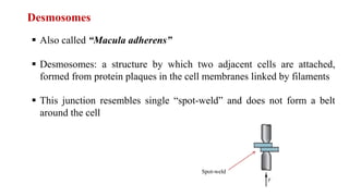 Desmosomes
 Also called “Macula adherens”
 Desmosomes: a structure by which two adjacent cells are attached,
formed from protein plaques in the cell membranes linked by filaments
 This junction resembles single “spot-weld” and does not form a belt
around the cell
Spot-weld
 