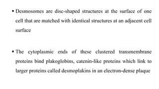  Desmosomes are disc-shaped structures at the surface of one
cell that are matched with identical structures at an adjacent cell
surface
 The cytoplasmic ends of these clustered transmembrane
proteins bind plakoglobins, catenin-like proteins which link to
larger proteins called desmoplakins in an electron-dense plaque
 