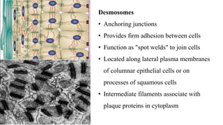 Desmosomes
• Anchoring junctions
• Provides firm adhesion between cells
• Function as "spot welds" to join cells
• Located along lateral plasma membranes
of columnar epithelial cells or on
processes of squamous cells
• Intermediate filaments associate with
plaque proteins in cytoplasm
 