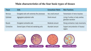 Main characteristics of the four basic types of tissues
 