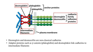• Desmoglein and desmocollin are non-classical cadherins
• Adaptor proteins such as γ-catenin (plakoglobin) and desmoplakin link cadherins to
intermediate filaments
 