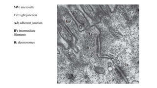 MV: microvilli
TJ: tight junction
AJ: adherent junction
IF: intermediate
filaments
D: desmosomes
 