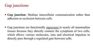 Gap junctions
 Gap junction: Mediate intercellular communication rather than
adhesion or occlusion between cells
 Gap junctions are functionally important in nearly all mammalian
tissues because they directly connect the cytoplasm of two cells,
which allows various molecules, ions and electrical impulses to
directly pass through a regulated gate between cells.
 