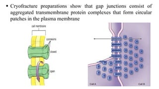  Cryofracture preparations show that gap junctions consist of
aggregated transmembrane protein complexes that form circular
patches in the plasma membrane
 