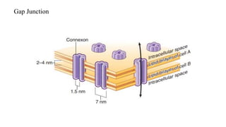 Gap Junction
 