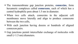  The transmembrane gap junction proteins, connexins, form
hexameric complexes called connexons, each of which has a
central hydrophilic pore about 1.5 nm in diameter.
 When two cells attach, connexins in the adjacent cell
membranes move laterally and align to produce connexons
between the two cells,
 With each junction having dozens or hundreds of aligned
connexon pairs.
 Gap junctions permit intercellular exchange of molecules with
small (<1.5 nm) diameters.
 