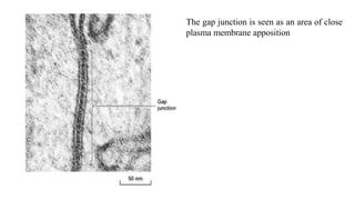 The gap junction is seen as an area of close
plasma membrane apposition
 