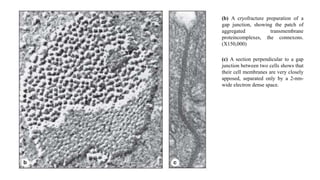 (b) A cryofracture preparation of a
gap junction, showing the patch of
aggregated transmembrane
proteincomplexes, the connexons.
(X150,000)
(c) A section perpendicular to a gap
junction between two cells shows that
their cell membranes are very closely
apposed, separated only by a 2-nm-
wide electron dense space.
 