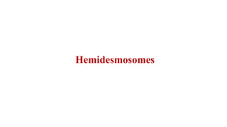 Hemidesmosomes
 