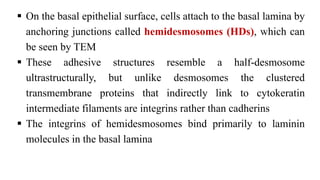  On the basal epithelial surface, cells attach to the basal lamina by
anchoring junctions called hemidesmosomes (HDs), which can
be seen by TEM
 These adhesive structures resemble a half-desmosome
ultrastructurally, but unlike desmosomes the clustered
transmembrane proteins that indirectly link to cytokeratin
intermediate filaments are integrins rather than cadherins
 The integrins of hemidesmosomes bind primarily to laminin
molecules in the basal lamina
 