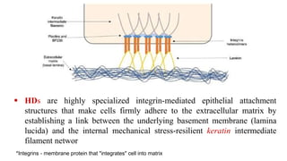  HDs are highly specialized integrin-mediated epithelial attachment
structures that make cells firmly adhere to the extracellular matrix by
establishing a link between the underlying basement membrane (lamina
lucida) and the internal mechanical stress-resilient keratin intermediate
filament networ
*Integrins - membrane protein that "integrates" cell into matrix
 