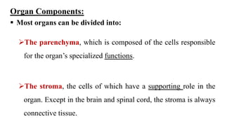 Organ Components:
 Most organs can be divided into:
The parenchyma, which is composed of the cells responsible
for the organ’s specialized functions.
The stroma, the cells of which have a supporting role in the
organ. Except in the brain and spinal cord, the stroma is always
connective tissue.
 