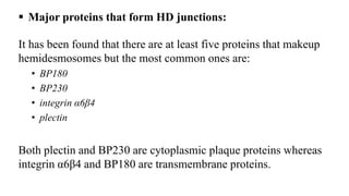  Major proteins that form HD junctions:
It has been found that there are at least five proteins that makeup
hemidesmosomes but the most common ones are:
• BP180
• BP230
• integrin α6β4
• plectin
Both plectin and BP230 are cytoplasmic plaque proteins whereas
integrin α6β4 and BP180 are transmembrane proteins.
 