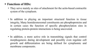  Functions of HDs:
• They serve mainly as sites of attachment for the actin-based contractile
system of the cytoplasm.
• In addition to playing an important structural function in tissue
integrity, Many hemidesmosomal constituents are phosphoproteins and
in certain cases the function of specific phosphorylation sites in
regulating protein-protein interactions is being uncovered.
• In addition, a more active role in transmitting signals that control
morphogenesis during development and possibly even regulate cell
growth and differentiation are being defined for cytoplasmic and
membrane components.
 