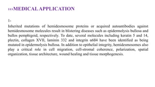 ›››MEDICALAPPLICATION
1-
Inherited mutations of hemidesmosome proteins or acquired autoantibodies against
hemidesmosome molecules result in blistering diseases such as epidermolysis bullosa and
bullos pemphigoid, respectively. To date, several molecules including keratin 5 and 14,
plectin, collagen XVII, laminin 332 and integrin α6ß4 have been identified as being
mutated in epidermolysis bullosa. In addition to epithelial integrity, hemidesmosomes also
play a critical role in cell migration, cell-stromal coherence, polarization, spatial
organization, tissue architecture, wound healing and tissue morphogenesis.
 
