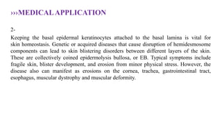 ›››MEDICALAPPLICATION
2-
Keeping the basal epidermal keratinocytes attached to the basal lamina is vital for
skin homeostasis. Genetic or acquired diseases that cause disruption of hemidesmosome
components can lead to skin blistering disorders between different layers of the skin.
These are collectively coined epidermolysis bullosa, or EB. Typical symptoms include
fragile skin, blister development, and erosion from minor physical stress. However, the
disease also can manifest as erosions on the cornea, trachea, gastrointestinal tract,
esophagus, muscular dystrophy and muscular deformity.
 