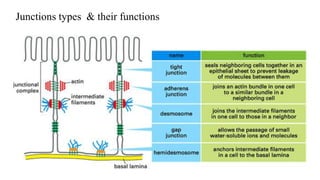 Junctions types & their functions
 