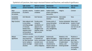 Epithelial cell junctions, their major structural features and functions, and medical significance.
 