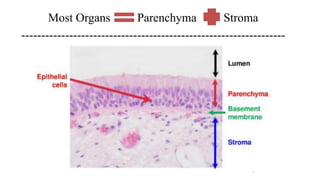 Most Organs Parenchyma Stroma
------------------------------------------------------------------
 