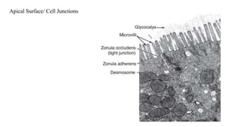 Apical Surface/ Cell Junctions
 