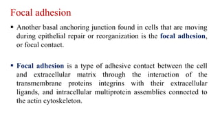 Focal adhesion
 Another basal anchoring junction found in cells that are moving
during epithelial repair or reorganization is the focal adhesion,
or focal contact.
 Focal adhesion is a type of adhesive contact between the cell
and extracellular matrix through the interaction of the
transmembrane proteins integrins with their extracellular
ligands, and intracellular multiprotein assemblies connected to
the actin cytoskeleton.
 