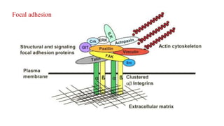 Focal adhesion
 