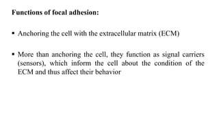 Functions of focal adhesion:
 Anchoring the cell with the extracellular matrix (ECM)
 More than anchoring the cell, they function as signal carriers
(sensors), which inform the cell about the condition of the
ECM and thus affect their behavior
 