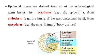  Epithelial tissues are derived from all of the embryological
germ layers: from ectoderm (e.g., the epidermis); from
endoderm (e.g., the lining of the gastrointestinal tract); from
mesoderm (e.g., the inner linings of body cavities)
germinal
layers
 