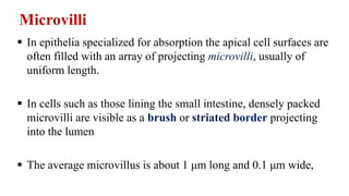 Microvilli
 In epithelia specialized for absorption the apical cell surfaces are
often filled with an array of projecting microvilli, usually of
uniform length.
 In cells such as those lining the small intestine, densely packed
microvilli are visible as a brush or striated border projecting
into the lumen
 The average microvillus is about 1 μm long and 0.1 μm wide,
 
