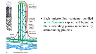  Each microvillus contains bundled
actin filaments capped and bound to
the surrounding plasma membrane by
actin-binding proteins.
 