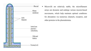  Microvilli are relatively stable, the microfilament
arrays are dynamic and undergo various myosin-based
movements, which help maintain optimal conditions
for absorption via numerous channels, receptors, and
other proteins in the plasmalemma.
 