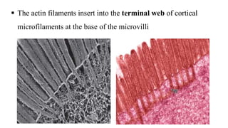  The actin filaments insert into the terminal web of cortical
microfilaments at the base of the microvilli
 