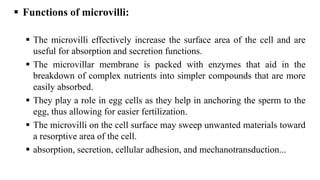 Functions of microvilli:
 The microvilli effectively increase the surface area of the cell and are
useful for absorption and secretion functions.
 The microvillar membrane is packed with enzymes that aid in the
breakdown of complex nutrients into simpler compounds that are more
easily absorbed.
 They play a role in egg cells as they help in anchoring the sperm to the
egg, thus allowing for easier fertilization.
 The microvilli on the cell surface may sweep unwanted materials toward
a resorptive area of the cell.
 absorption, secretion, cellular adhesion, and mechanotransduction...
 