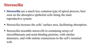 Stereocilia
 Stereocilia are a much less common type of apical process, best
seen on the absorptive epithelial cells lining the male
reproductive system.
 Stereocilia increase the cells’ surface area, facilitating absorption.
 Stereocilia resemble microvilli in containing arrays of
microfilaments and actin-binding proteins, with similar
diameters, and with similar connections to the cell’s terminal
web.
 