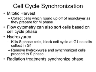 Radiosensitivity and the Cell Cycle - Chapter 4 jtl | PPT