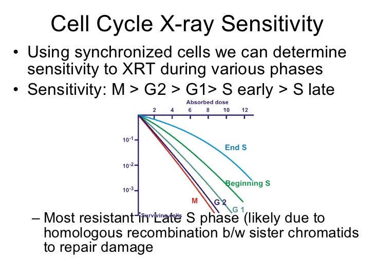 Radiosensitivity and the Cell Cycle Chapter 4 jtl