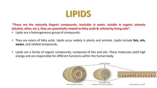 “These are the naturally Organic compounds, insoluble in water, soluble in organic solvents
(alcohol, ether, etc.), they are potentially related to fatty acids & utilized by living cells”.
• Lipids are a heterogeneous group of compounds.
• They are esters of fatty acids. Lipids occur widely in plants and animals. Lipids Include fats, oils,
waxes, and related compounds.
• Lipids are a family of organic compounds, composed of fats and oils. These molecules yield high
energy and are responsible for different functions within the human body.
2
 