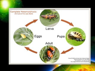 METAMORPHOSIS (1).ppt..................... | PPT