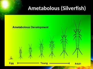 CHAPTER 4- METAMORPHOSIS (1).ppt........, | PPT