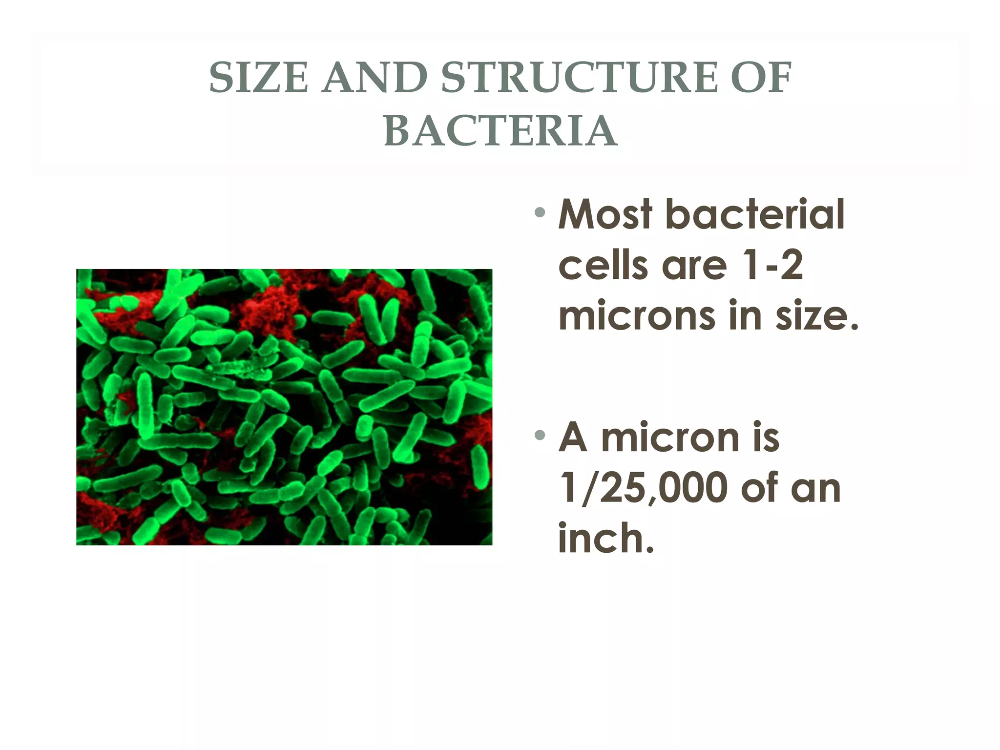 Chapter 4 Microbiology Ppt