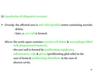 ii) Liquefaction (Colliquative) necrosis


 Grossly: the affected area is soft with liquefied centre containing necrotic
            debris.
           : later, a cyst wall is formed.


   Micro: the cystic space contains necrotic cell debris & macrophages filled
          with phagocytosed material.
         : the cyst wall is formed by proliferating cappilaries,
          inflammatory cells & gliosis (proliferating glial cells) in the
          case of brain & proliferating fibroblasts in the case of
          abscess cavity.

                                                                            18
 