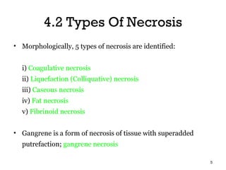 4.2 Types Of Necrosis
• Morphologically, 5 types of necrosis are identified:


  i) Coagulative necrosis
  ii) Liquefaction (Colliquative) necrosis
  iii) Caseous necrosis
  iv) Fat necrosis
  v) Fibrinoid necrosis


• Gangrene is a form of necrosis of tissue with superadded
  putrefaction; gangrene necrosis

                                                             5
 