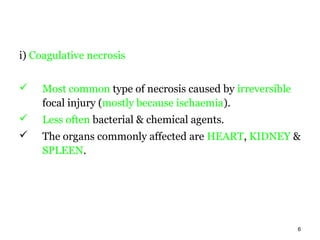 i) Coagulative necrosis


    Most common type of necrosis caused by irreversible
     focal injury (mostly because ischaemia).
    Less often bacterial & chemical agents.
    The organs commonly affected are HEART, KIDNEY &
     SPLEEN.




                                                           6
 