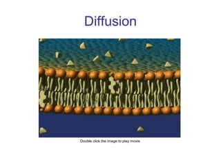 Diffusion
Double click the image to play movie
 