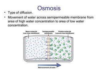 Osmosis
• Type of diffusion.
• Movement of water across semipermeable membrane from
area of high water concentration to area of low water
concentration.
 
