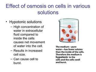 Effect of osmosis on cells in various
solutions
• Hypotonic solutions
– High concentration of
water in extracellular
fluid compared to
inside the cells
causes net movement
of water into the cell.
– Results in increased
cell size.
– Can cause cell to
burst.
 