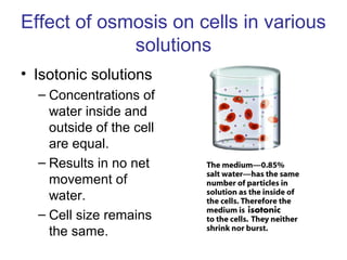 Effect of osmosis on cells in various
solutions
• Isotonic solutions
– Concentrations of
water inside and
outside of the cell
are equal.
– Results in no net
movement of
water.
– Cell size remains
the same.
 