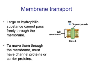 Membrane transport
• Large or hydrophilic
substance cannot pass
freely through the
membrane.
• To move them through
the membrane, must
have channel proteins or
carrier proteins.
 