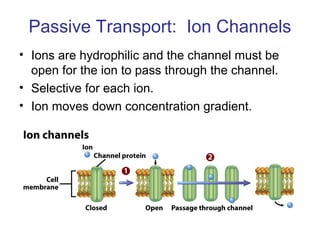 Passive Transport: Ion Channels
• Ions are hydrophilic and the channel must be
open for the ion to pass through the channel.
• Selective for each ion.
• Ion moves down concentration gradient.
 